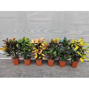 Codiaeum Gr Gemengd