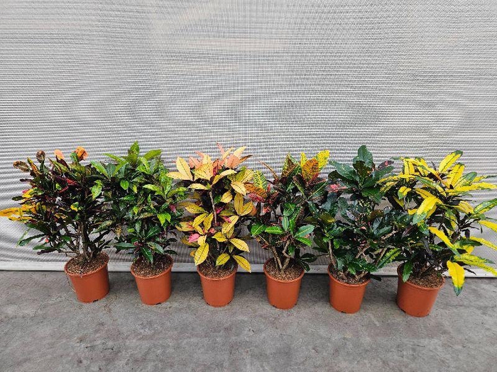 <h4>Codiaeum Gr Gemengd</h4>