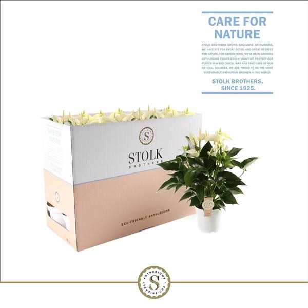 <h4>White Champion 14cm in Ecobox</h4>