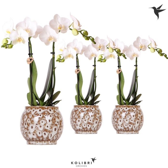 <h4>Kolibri Orchids Phalaenopsis white 2 spike in Safari pot</h4>