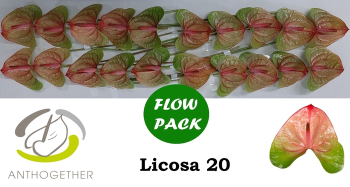 <h4>Anthurium Andreanum Grp Licosa</h4>