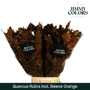 Quercus Rubra sleeve L80 Klbh. Oranje