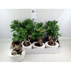 Ficus microcarpa 'Ginseng'