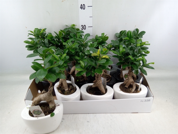 <h4>Ficus microcarpa 'Ginseng'</h4>