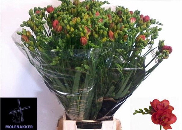<h4>Freesia du Red Bell</h4>