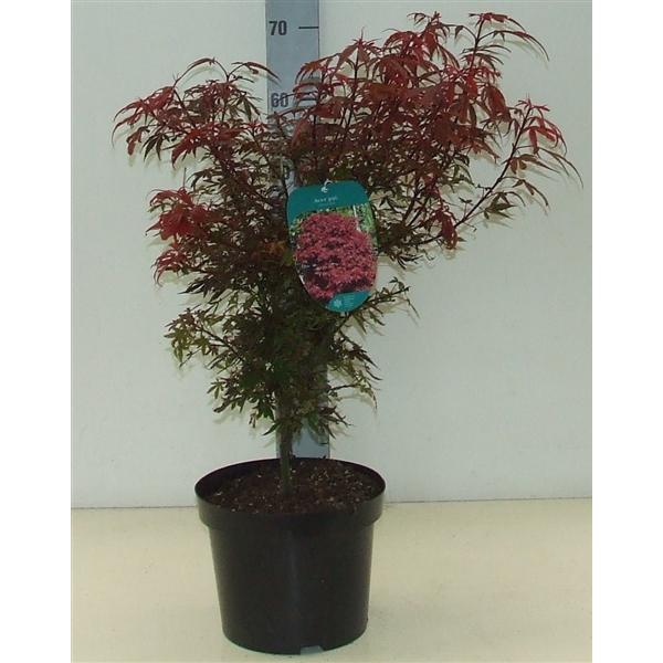 <h4>Acer palmatum 'Shaina' P23</h4>