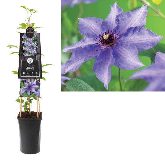 <h4>Clematis 'Königskind' +3.0 label</h4>