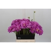Dahlia Purple Onesta