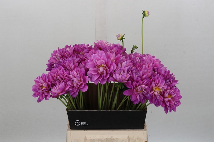 Dahlia Purple Onesta