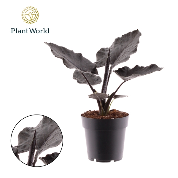 <h4>Alocasia Antoro Velvet</h4>