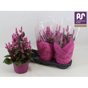 CEL WILD PINK