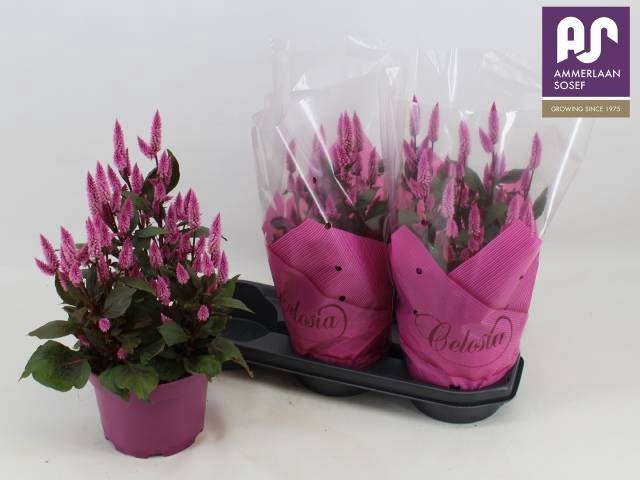 <h4>CEL WILD PINK</h4>