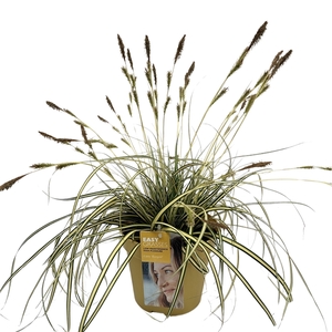 Carex oshimensis Evergold GEEL
