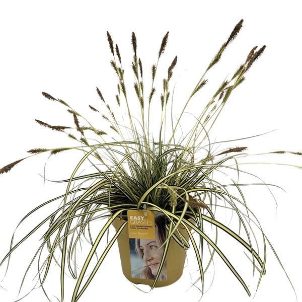 <h4>Carex oshimensis Evergold GEEL</h4>