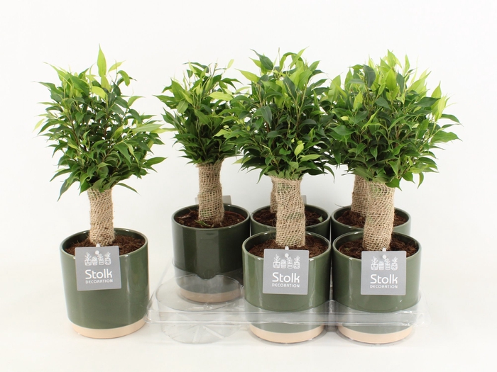 <h4>Ficus Be Natasja Keramiek Julia</h4>