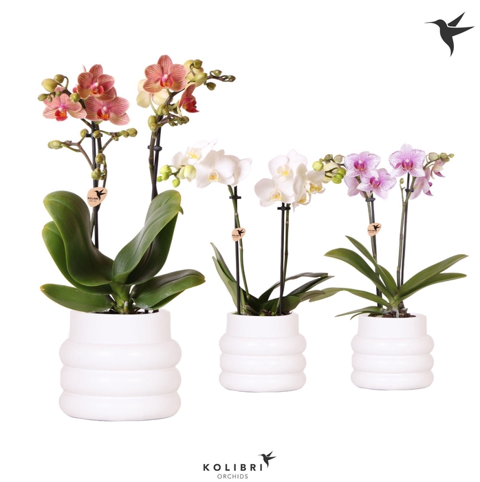 <h4>Kolibri Orchids Phalaenopsis mix 2 spike in Bubble pot white</h4>