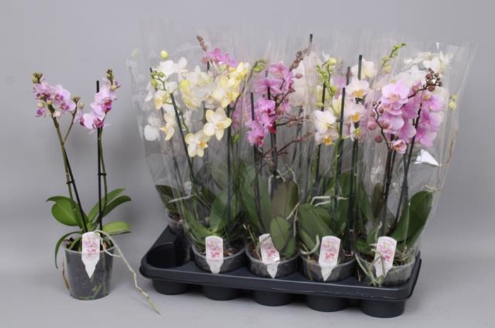 <h4>Phalaenopsis Multi gemengd 5 kleure</h4>