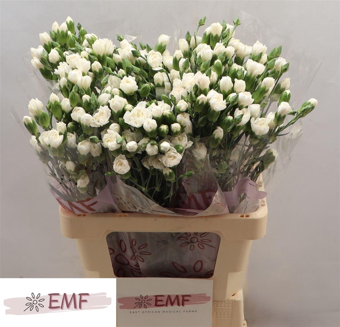 <h4>Di Tr Artic</h4>