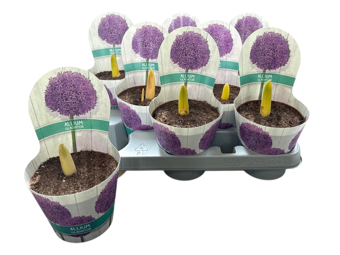 <h4>ALLIUM</h4>