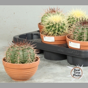 CACTUS OV