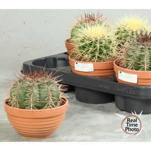 CACTUS OV