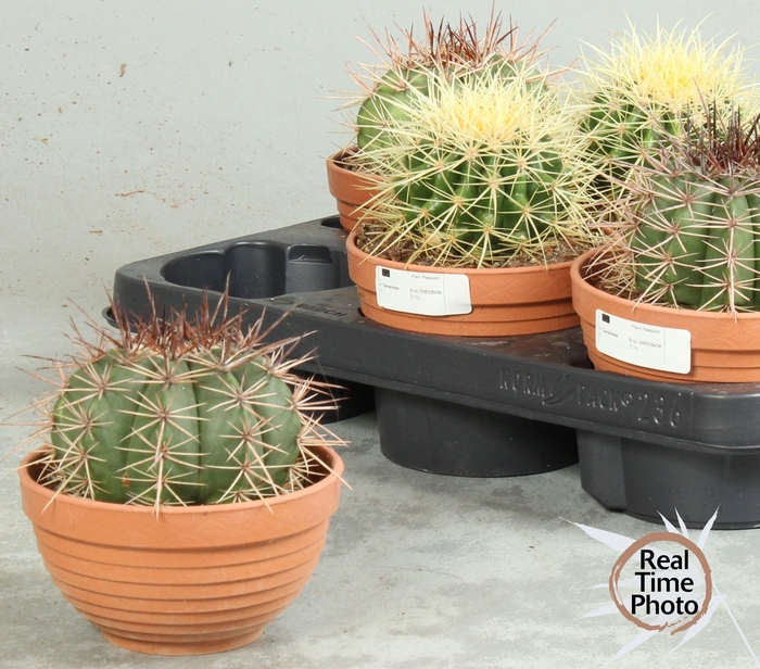 <h4>CACTUS OV</h4>