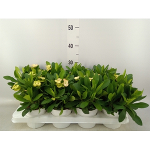 Euphorbia milii 'Neptunus'