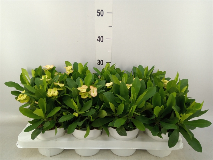 <h4>Euphorbia milii 'Neptunus'</h4>