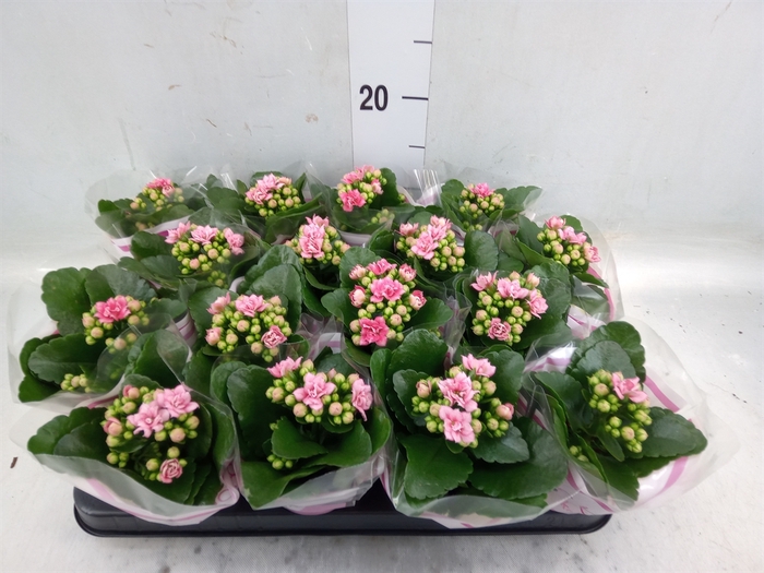 <h4>Kalanchoe blos. 'Calandiva Weaver'</h4>