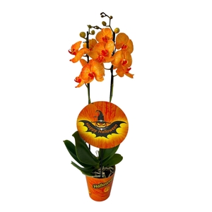Phalaenopsis overig