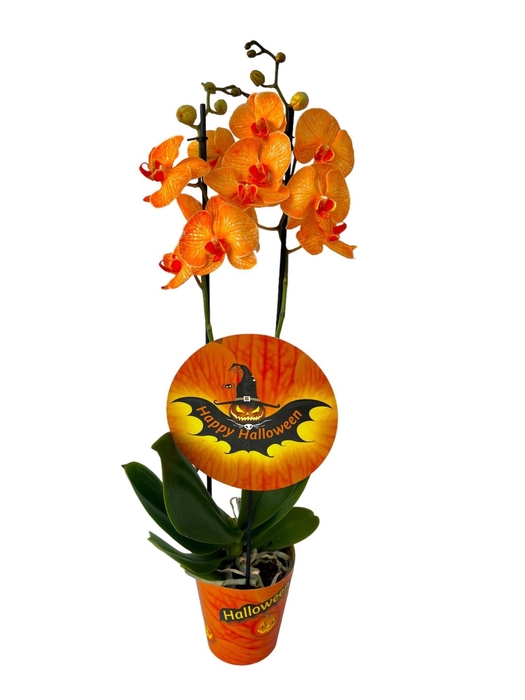 <h4>Phalaenopsis overig</h4>