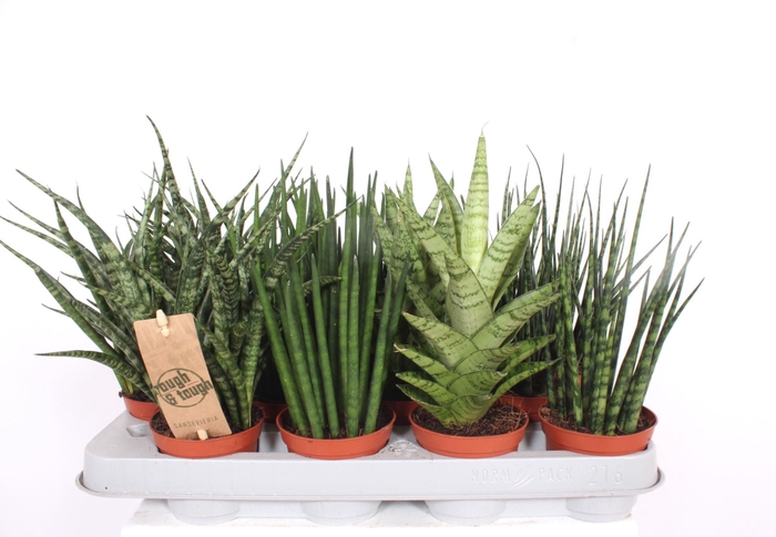 <h4>Sansevieria Cylindrica</h4>