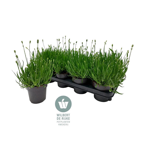 <h4>Lavendel angustifolia Aromance White Lavandula</h4>