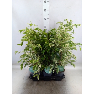 Ficus benja.   ...mix