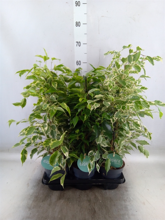<h4>Ficus benja.   ...mix</h4>