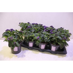 Helio Arb Nauti Blue