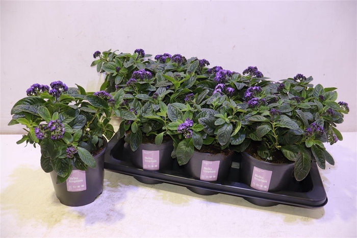 <h4>Helio Arb Nauti Blue</h4>