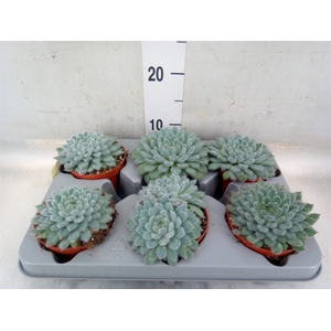 Echeveria setosa