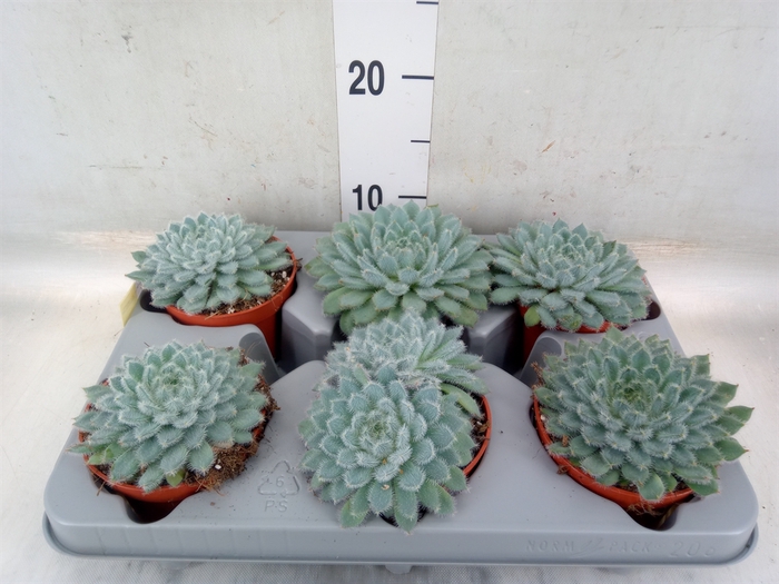 <h4>Echeveria setosa</h4>