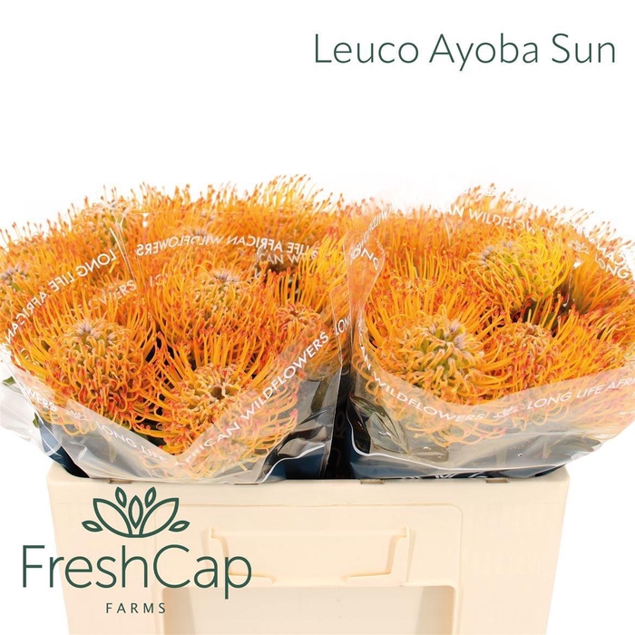 <h4>LEUCO AYOBA SUN</h4>