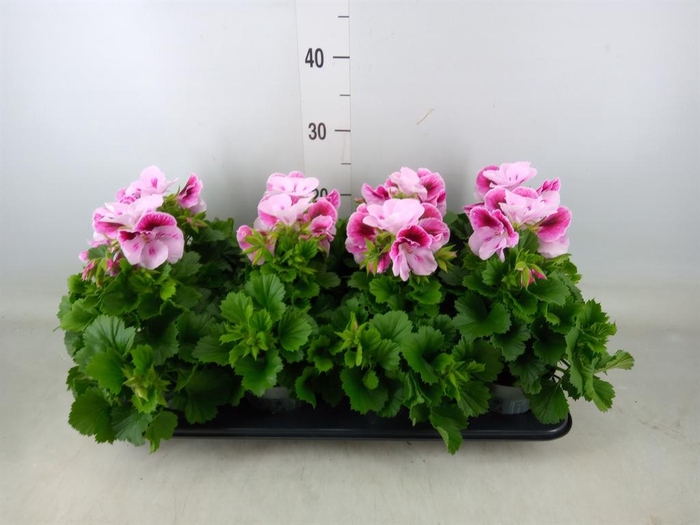 <h4>Pelargonium gran.   ..</h4>