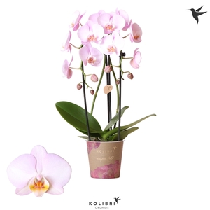 Kolibri Orchids Cascade Niagara fall pink 2spike