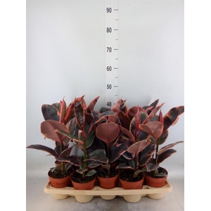 Ficus elastica 'Belize'