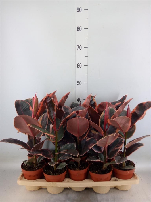 <h4>Ficus elastica 'Belize'</h4>