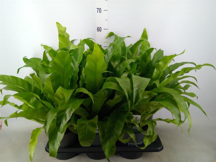 <h4>Asplenium antiquum</h4>