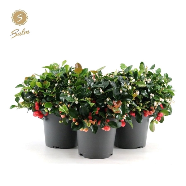 <h4>Gaultheria pr. 'Big Berry'® P15</h4>