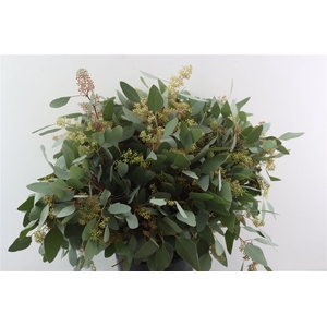 Euca Populus Berry 400gr P Bunch