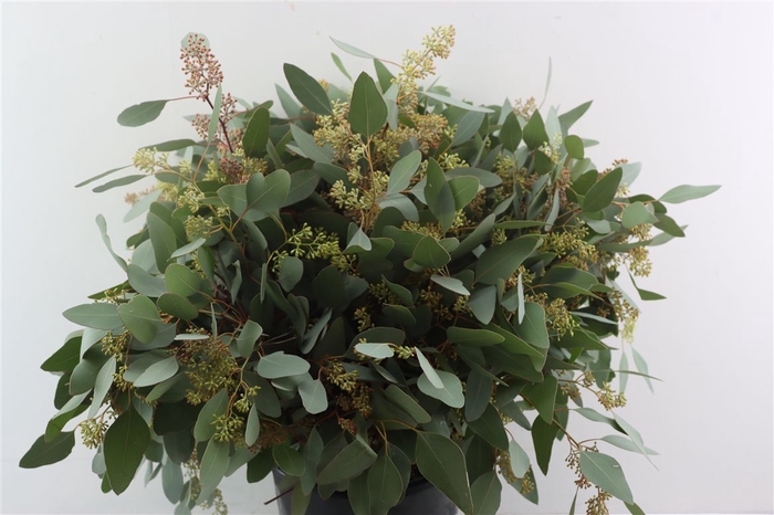 <h4>Euca Populus Berry 400gr P Bunch</h4>