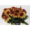 Dahlia Creme de Cognac