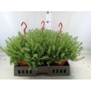 Sedum reflexum